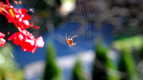 pajki-algoritmi-mreza-500x280-1